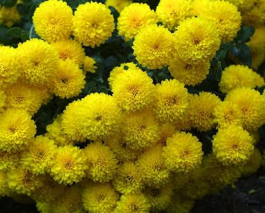 Marigold Flowers